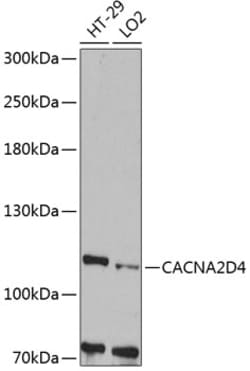 Invitrogen CACNA2D4 Polyclonal Antibody 100 &mu;L; Unconjugated:Antibodies,