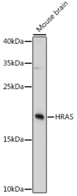 Invitrogen H-Ras Polyclonal Antibody 100 &mu;L; Unconjugated:Antibodies,