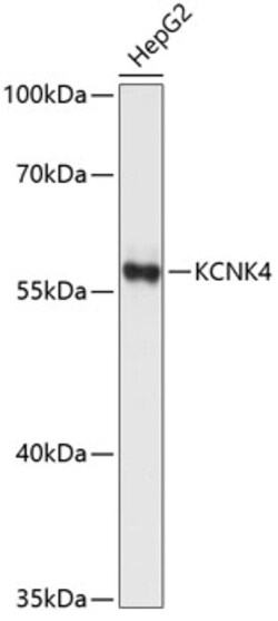 Invitrogen KCNK4 Polyclonal Antibody 100 &mu;L | Buy Online | Invitrogen&trade; | Fisher Scientific