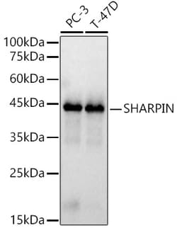 Invitrogen SHARPIN Polyclonal Antibody 100 &mu;L; Unconjugated:Antibodies,