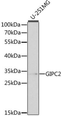 Invitrogen GIPC2 Polyclonal Antibody 100 &mu;L; Unconjugated:Antibodies,
