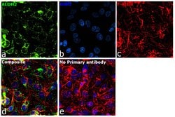 Invitrogen ALDH2 Polyclonal Antibody 100 &mu;L; Unconjugated:Antibodies,
