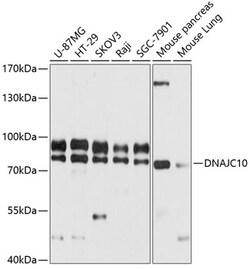 Invitrogen DNAJC10 Polyclonal Antibody 100 &mu;L; Unconjugated:Antibodies,