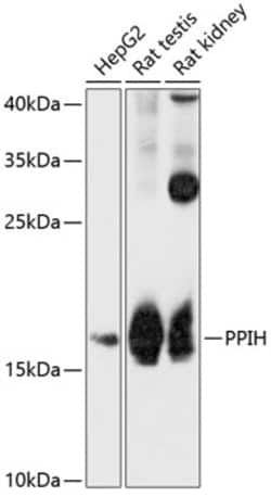 Invitrogen PPIH Polyclonal Antibody 100 &mu;L; Unconjugated:Antibodies,