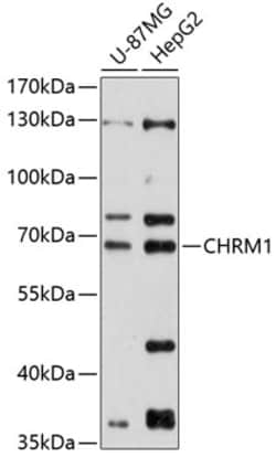 Invitrogen CHRM1 Polyclonal Antibody 100 &mu;L; Unconjugated:Antibodies,