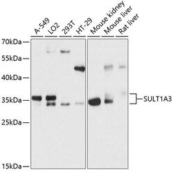 Invitrogen SULT1A3 Polyclonal Antibody 100 &mu;L; Unconjugated:Antibodies,