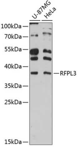 Invitrogen RFPL3 Polyclonal Antibody 100 &mu;L; Unconjugated:Antibodies,