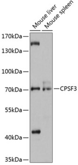 Invitrogen CPSF3 Polyclonal Antibody 100 &mu;L | Buy Online | Invitrogen&trade; | Fisher Scientific