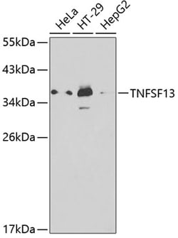 Invitrogen APRIL Polyclonal Antibody 100 &mu;L; Unconjugated:Antibodies,