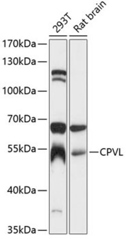 CPVL Polyclonal Antibody, Invitrogen 100 &mu;L; Unconjugated:Antibodies,