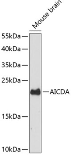 Invitrogen AID Polyclonal Antibody 100 &mu;L; Unconjugated:Antibodies,
