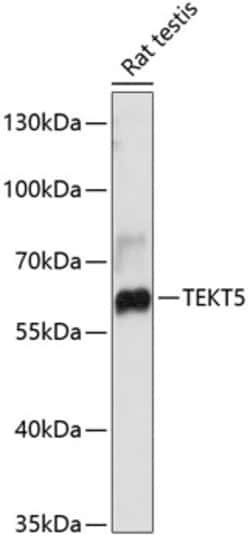 Invitrogen TEKT5 Polyclonal Antibody 100 &mu;L; Unconjugated:Antibodies,