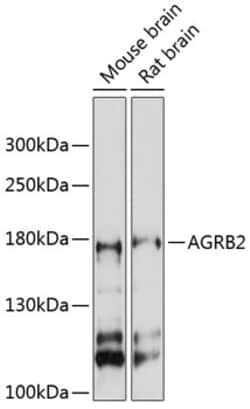 Invitrogen BAI2 Polyclonal Antibody 100 &mu;L; Unconjugated:Antibodies,
