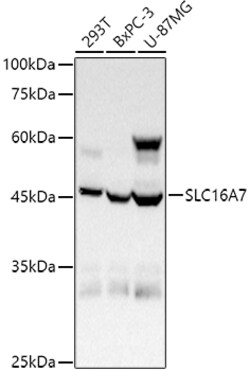 Invitrogen MCT2 Polyclonal Antibody 100 &mu;L; Unconjugated:Antibodies,