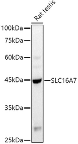 Invitrogen MCT2 Polyclonal Antibody 100 &mu;L; Unconjugated:Antibodies,