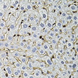 Invitrogen Annexin A2 Polyclonal Antibody 100 &mu;L; Unconjugated:Antibodies,