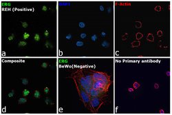 Invitrogen ERG Polyclonal Antibody 100 &mu;L; Unconjugated:Antibodies,