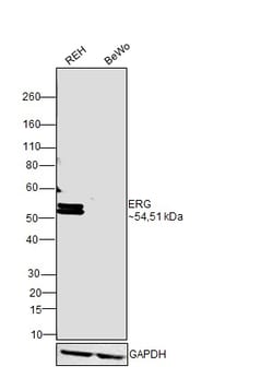Invitrogen ERG Polyclonal Antibody 100 &mu;L; Unconjugated:Antibodies,