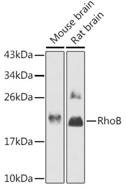 Invitrogen RhoB Polyclonal Antibody 100 &mu;L; Unconjugated:Antibodies,