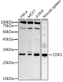 Invitrogen CDK1 Polyclonal Antibody 100 &mu;L; Unconjugated:Antibodies,
