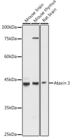 Invitrogen Ataxin 3 Polyclonal Antibody 100 &mu;L; Unconjugated:Antibodies,