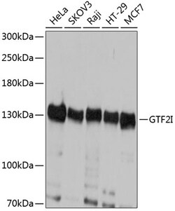 Invitrogen GTF2I Polyclonal Antibody 100 &mu;L; Unconjugated:Antibodies,