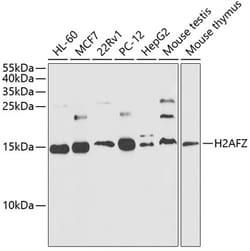 Invitrogen Histone H2A.Z Polyclonal Antibody 100 &mu;L; Unconjugated:Antibodies,