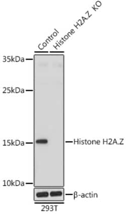 Invitrogen Histone H2A.Z Polyclonal Antibody 100 &mu;L; Unconjugated:Antibodies,