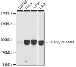 Invitrogen RHAMM Polyclonal Antibody 100 &mu;L; Unconjugated:Antibodies,