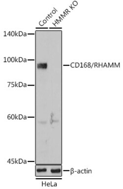 Invitrogen RHAMM Polyclonal Antibody 100 &mu;L; Unconjugated:Antibodies,