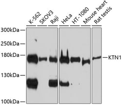 Invitrogen KTN1 Polyclonal Antibody 100 &mu;L; Unconjugated:Antibodies,