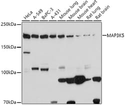 Invitrogen ASK1 Polyclonal Antibody 100 &mu;L; Unconjugated:Antibodies,
