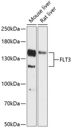 Invitrogen FLT3 Polyclonal Antibody 100 &mu;L; Unconjugated:Antibodies,