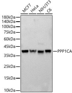 Invitrogen PP1 alpha Polyclonal Antibody 100 &mu;L | Buy Online | Invitrogen&trade; | Fisher Scientific