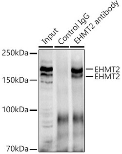 Invitrogen EHMT2 Polyclonal Antibody 100 &mu;L; Unconjugated:Antibodies,