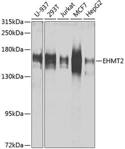 Invitrogen EHMT2 Polyclonal Antibody 100 &mu;L; Unconjugated:Antibodies,