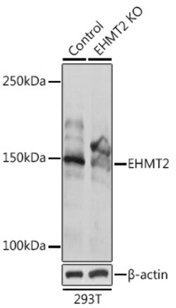 Invitrogen EHMT2 Polyclonal Antibody 100 &mu;L; Unconjugated:Antibodies,