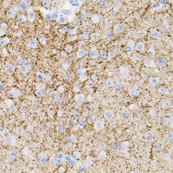 Invitrogen NTF3 Polyclonal Antibody 100 &mu;L; Unconjugated:Antibodies,