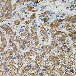 Invitrogen NTF3 Polyclonal Antibody 100 &mu;L; Unconjugated:Antibodies,