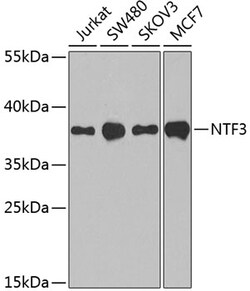 Invitrogen NTF3 Polyclonal Antibody 100 &mu;L; Unconjugated:Antibodies,
