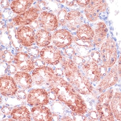 Invitrogen SHMT1 Polyclonal Antibody 100 &mu;L; Unconjugated:Antibodies,