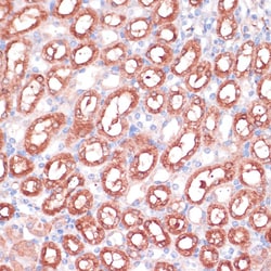 Invitrogen SHMT1 Polyclonal Antibody 100 &mu;L; Unconjugated:Antibodies,