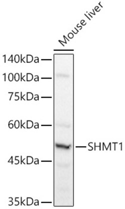 Invitrogen SHMT1 Polyclonal Antibody 100 &mu;L; Unconjugated:Antibodies,