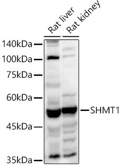Invitrogen SHMT1 Polyclonal Antibody 100 &mu;L; Unconjugated:Antibodies,