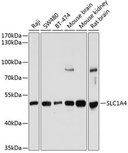 Invitrogen SLC1A4 Polyclonal Antibody 100 &mu;L | Buy Online | Invitrogen&trade; | Fisher Scientific