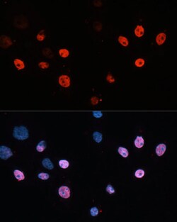 Invitrogen HDAC3 Polyclonal Antibody 100 &mu;L; Unconjugated:Antibodies,