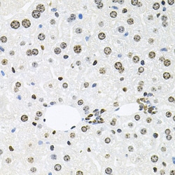 Invitrogen HDAC3 Polyclonal Antibody 100 &mu;L; Unconjugated:Antibodies,