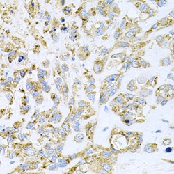 Invitrogen HDAC3 Polyclonal Antibody 100 &mu;L; Unconjugated:Antibodies,