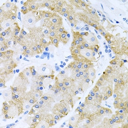 Invitrogen HDAC3 Polyclonal Antibody 100 &mu;L; Unconjugated:Antibodies,