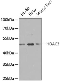 Invitrogen HDAC3 Polyclonal Antibody 100 &mu;L; Unconjugated:Antibodies,
